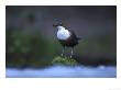 Dipper, Adult Perched On Rock, Uk by Mark Hamblin Limited Edition Print