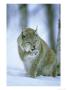 European Lynx, Female Grooming Foot, Norway by Mark Hamblin Limited Edition Print