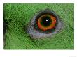 Yellow-Fronted Amazon, Amazona Ochrocephala, Detail Of Animals Eye by Brian Kenney Limited Edition Pricing Art Print
