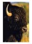Bison Bull Portrait by Chuck Haney Limited Edition Print