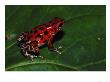 Strawberry Poison Arrow Frog by Brian Kenney Limited Edition Print