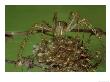 Green Lynx Spider, Guarding Nursery, Usa by Brian Kenney Limited Edition Print