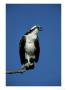Osprey, Male Calling, Florida by Brian Kenney Limited Edition Pricing Art Print