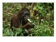 Orangutan, Eating, Borneo by Mike Hill Limited Edition Print