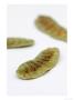 Senna Pods, Senna Alexandrina by Geoff Kidd Limited Edition Print