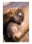 Mom And Baby Sea Lions, South Plaza Island, Galapagos Islands National Park, Ecuador by Stuart Westmoreland Limited Edition Print