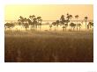 Cerrado Vegetation, Mauritia Vinifera, Emas National Park, Brazil by Mark Jones Limited Edition Print