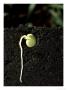 Broad Bean, Growth by Oxford Scientific Limited Edition Print