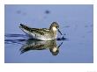 Red-Necked Phalarope, Female Feeding, Sweden by Mark Hamblin Limited Edition Pricing Art Print