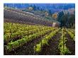 Vineyard In The Willamette Valley, Oregon, Usa by Janis Miglavs Limited Edition Print