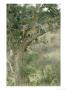 African Leopard In Tree With Prey, South Africa by Patricio Robles Gil Limited Edition Print