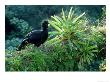 Great Curassow, Male, Mexico by Patricio Robles Gil Limited Edition Print