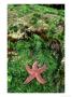 Common Star On Algae, Brittany, France by Richard Herrmann Limited Edition Print