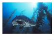 Giant Black Sea Bass, Catalina Island, California, Usa by Richard Herrmann Limited Edition Print