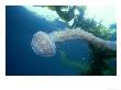 Pelagic Jellyfish In Kelp Forest, Baja Ca, Mexico by Richard Herrmann Limited Edition Print