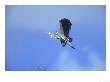 Grey Heron, Ardea Cinerea In Flight Uk by Mark Hamblin Limited Edition Pricing Art Print