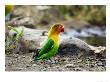 Fishers Lovebird, Serengeti National Park, Tanzania by Ariadne Van Zandbergen Limited Edition Print