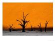 Dead Trees Against Sand Dune Backdrop, Namib-Naukluft National Park, Namibia by Ariadne Van Zandbergen Limited Edition Print