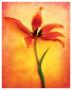 Tulip Ii by Chris Zalewski Limited Edition Pricing Art Print