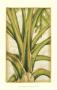 Graphic Palms Iii by Jennifer Goldberger Limited Edition Print