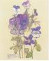 Wild Pansy by Charles Rennie Mackintosh Limited Edition Pricing Art Print