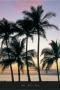 Twilight Palms by Larry Ulrich Limited Edition Print