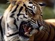 Face Portrait Of Snarling Bengal Tiger, India by Anup Shah Limited Edition Print