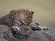 Leopard Grooming Cub, Masai Mara Game Reserve, Kenya by Anup Shah Limited Edition Print