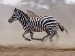 Common Zebras Running, Masai Mara, Kenya by Anup Shah Limited Edition Print