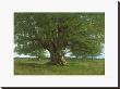 The Oak Of Flagey, Called Vercingetorix by Gustave Courbet Limited Edition Print
