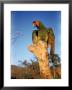 Military Macaw by Eliot Elisofon Limited Edition Pricing Art Print