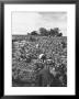 Workers During The Harvest Season Picking Grapes By Hand In The Field For The Wine by Thomas D. Mcavoy Limited Edition Print