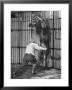 Animal Trainer Jules Jacot Training A Lion, One Of The 21 Big Cats He Will Use Next Year by Wallace Kirkland Limited Edition Print