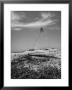 Towering Palm Tree Swayed By Wind As It Stands Next To House On Sandy Beach In Desolate Area by Eliot Elisofon Limited Edition Print