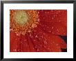 Gerbera With Water Drops by Daisy Gilardini Limited Edition Pricing Art Print