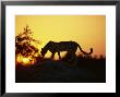 Cheetah, Okavango Delta, Botswana, Africa by Paul Allen Limited Edition Print
