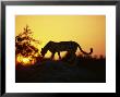 Cheetah, Okavango Delta, Botswana, Africa by Paul Allen Limited Edition Print