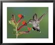 Anna's Hummingbird Female In Flight Feeding On Flower, Tuscon, Arizona, Usa by Rolf Nussbaumer Limited Edition Print