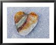 Heart-Shaped Pebble, Scotland, Uk by Niall Benvie Limited Edition Print