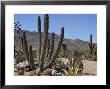 Cactus Plants, Arizona, United States Of America, North America by Ursula Gahwiler Limited Edition Pricing Art Print