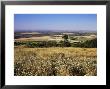 View From The Ridgeway Of The Vale Of Aylesbury, Buckinghamshire, England, United Kingdom by David Hughes Limited Edition Print