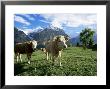 Cows Near Grindelwald, Bernese Oberland, Swiss Alps, Switzerland by Hans Peter Merten Limited Edition Print