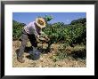 Spanish Seasonal Worker Picking Grapes, Seguret Region, Vaucluse, Provence, France by Duncan Maxwell Limited Edition Print