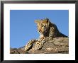 Young Leopard (Panthera Pardus), Namibia, Africa by Thorsten Milse Limited Edition Print