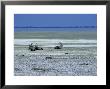 Oryx, Gemsbok, Oryx Gazella, Etosha National Park, Namibia, Africa by Thorsten Milse Limited Edition Print