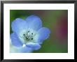 Baby Blue Eyes, Nemophila Phacelioides, Bielefield, Germany by Thorsten Milse Limited Edition Print