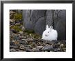 Snow Hare, Lepus Americanus, Churchill, Manitoba, Canada by Thorsten Milse Limited Edition Print