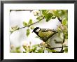 Great Tit (Parus Major) In Apple Tree, Bielefeld, Nordrhein Westfalen, Germany by Thorsten Milse Limited Edition Print