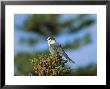 Close-Up Of Grey Jay Bird, Kouchibouguac National Park, New Brunswick, Canada by Marco Simoni Limited Edition Print
