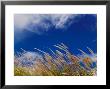 Rice Against Blue Sky In Metshina Village, Wangdi, Bhutan by Keren Su Limited Edition Print